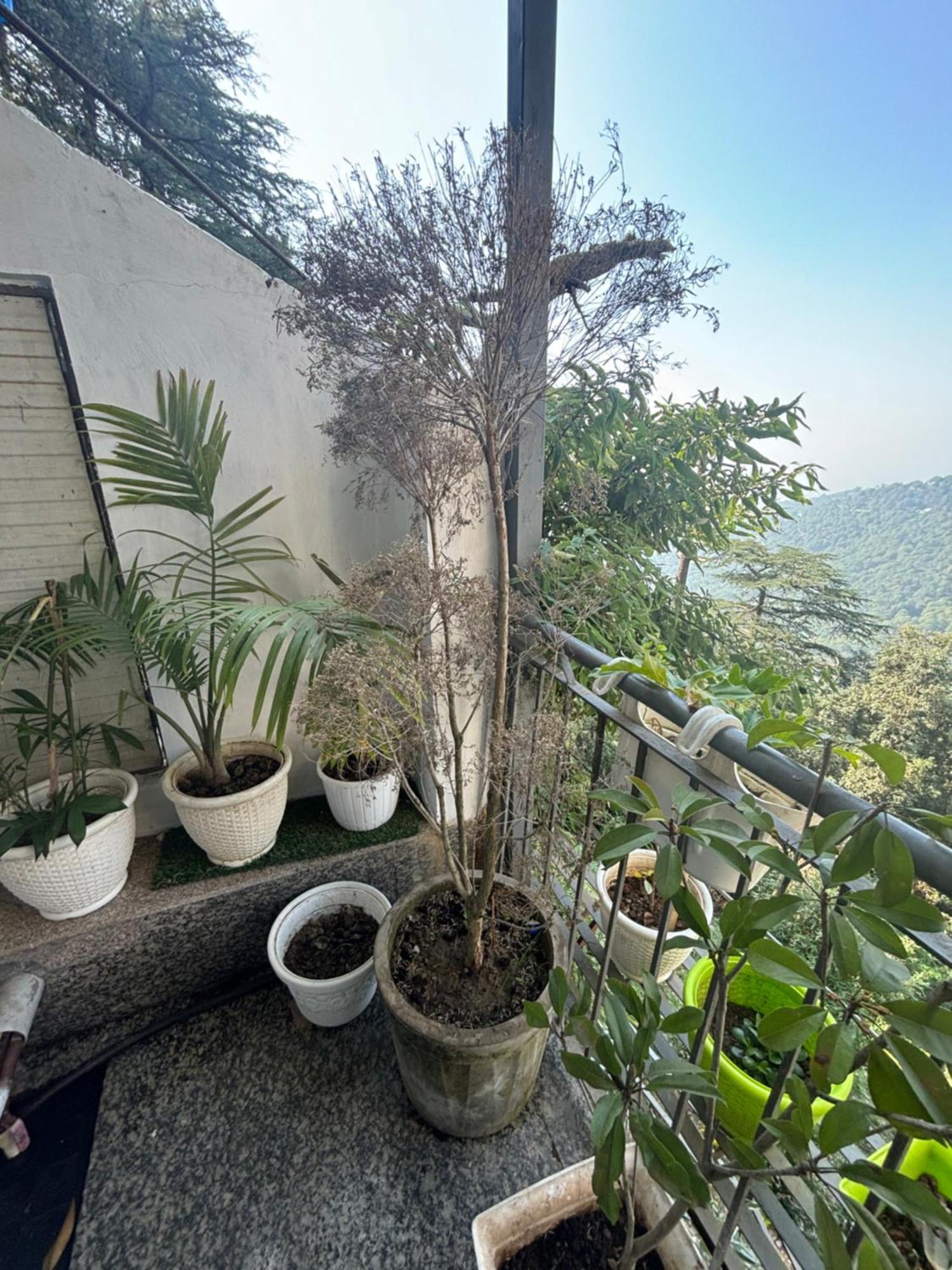 Lord Krishna Boutique Stay Dharamshala Esterno foto